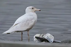 Laridae Family Birds Drucke: Glaucous Gull