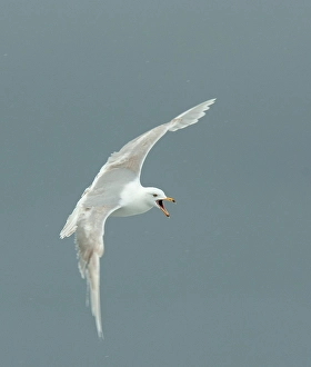 September Drucke: Glaukengärtner, Larus hyperboreus