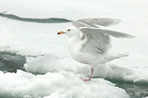 Wild Bird Species Drucke: Glaucous Gull, Larus hyperboreus