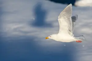 Bilder Datiert 25. Juni 2014: Grauschmälermöwe, Larus hyperboreus.