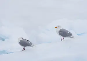 Arctic Wildlife Images Drucke: Glaucous Gull, Larus hyperboreus