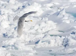 Bilder Datiert 25. Juni 2014: Graukopfgänsegeier, Larus hyperboreus