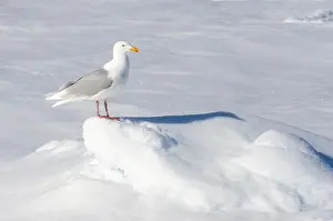 Bilder Datiert 25. Juni 2014: Grauschwanzmöwe, Larus hyperboreus