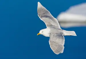 Bilder Datiert 25. Juni 2014: Graukopfgänsegeier, Larus hyperboreus