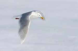 Bilder Datiert 25. Juni 2014: Glacialschmarotzer, Larus hyperboreus