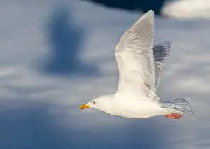 Bilder Datiert 25. Juni 2014: Glacialschmarotzer (Larus hyperboreus)