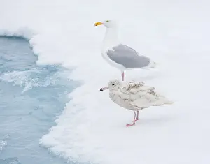 Bilder Datiert 28. Juni 2014: Grauschmälermöwe, Larus hyperboreus