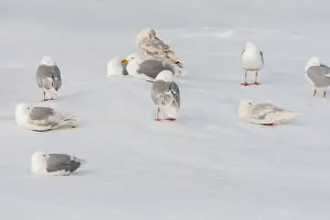 Polar Region Fauna Drucke: Glaucous Gull, Larus hyperboreus