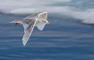 Arctic Seabirds Drucke: Glaucous Gull, Larus hyperboreus