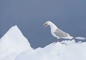 Glacialschmarotzermöwe, Larus hyperboreus
