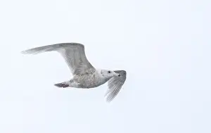 Climate Change Impact On Birds Drucke: Glaucous Gull, Larus hyperboreus