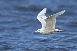 Alaska Nature Images Drucke: Glaucous Gull, Larus hyperboreus
