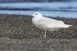 Coastal Wildlife Images Drucke: Glaucous Gull, Larus hyperboreus