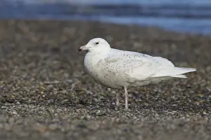 Bilder vom 10. Juni 2018: Glacialschmarotzer, Larus hyperboreus