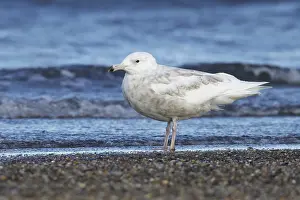 Summer Nature Photography Drucke: Glaucous Gull, Larus hyperboreus