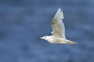 Bilder vom 10. Juni 2018: Grauschwanzmöwe, Larus hyperboreus
