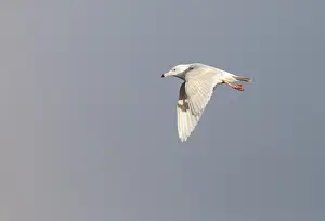 North America Nature Images Drucke: Glaucous Gull, Larus hyperboreus