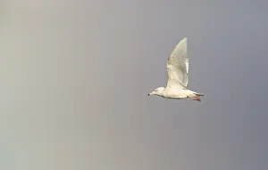 Nature Photography Alaska Drucke: Glaucous Gull, Larus hyperboreus