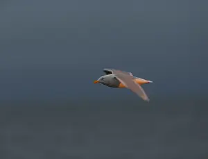 Blue Sky Nature Scenes Drucke: Glaucous Gull, Larus hyperboreus