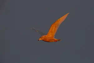 Bilder vom 7. Oktober 2018: Grauschwanzmöwe, Larus hyperboreus