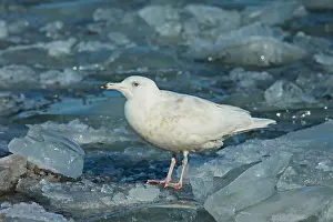 Arctic Seabirds Drucke: Glaucous Gull, Larus hyperboreus