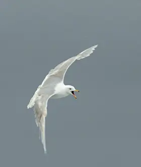 Graukopfgänsegeier, Larus hyperboreus
