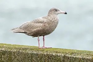 Coastal Bird Photography Drucke: Glaucous Gull, Larus hyperboreus