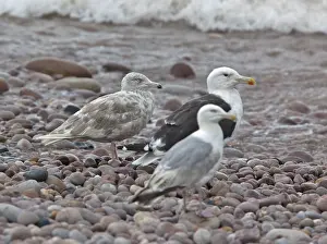 Wildlife Nature Photography UK Drucke: Glaucous Gull, Larus hyperboreus hyperboreus
