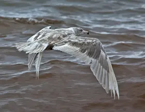 Nature Images Europe Drucke: Glaucous Gull, Larus hyperboreus hyperboreus
