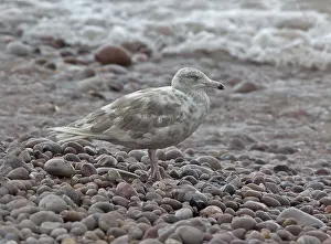 Wild Animal Pictures UK Drucke: Glaucous Gull, Larus hyperboreus hyperboreus