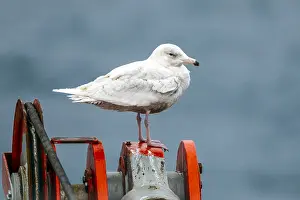 Coastal Nature Photography Drucke: Glaucous Gull, Larus hyperboreus hyperboreus