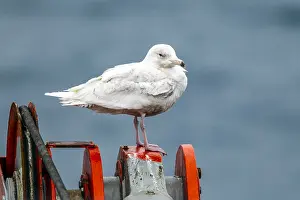 Gerahmter Druck : Graukopfgänsegeier, Larus hyperboreus hyperboreus Gerahmter Druck : Graukopfgänsegeier, Larus hyperboreus hyperboreus