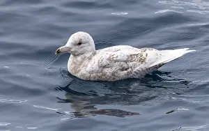 Summer Plumage Bird Drucke: Glaucous Gull, Larus hyperboreus hyperboreus