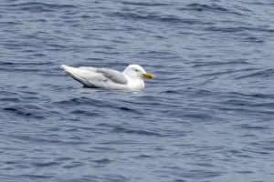 Summer Plumage Birds Drucke: Glaucous Gull, Larus hyperboreus hyperboreus