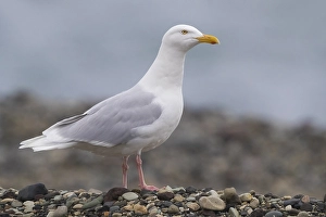 European Coastal Birds Drucke: Glaucous Gull, Larus hyperboreus leuceretes