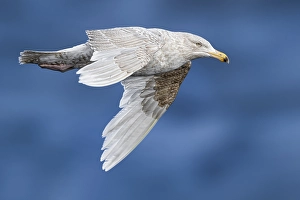 Graukopfgänsegeier, Larus hyperboreus leuceretes
