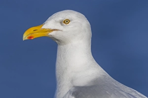 Outdoor Animal Portraits Drucke: Glaucous Gull, Larus hyperboreus leuceretes