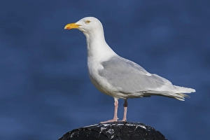 European Coastal Wildlife Drucke: Glaucous Gull, Larus hyperboreus leuceretes
