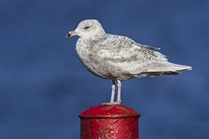 Grauschwanzmöwe, Larus hyperboreus leuceretes