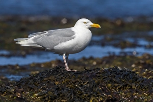 European Coastal Wildlife Drucke: Glaucous Gull, Larus hyperboreus leuceretes