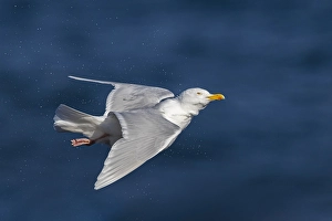 Blue Sky Nature Scenes Drucke: Glaucous Gull, Larus hyperboreus leuceretes