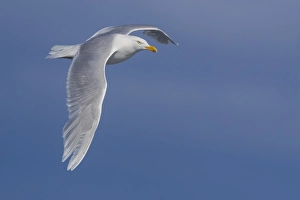Blue Sky Wildlife Images Drucke: Glaucous Gull, Larus hyperboreus leuceretes