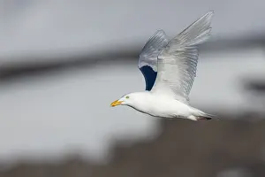 European Birds In Flight Drucke: Glaucous Gull, Larus hyperboreus leuceretes