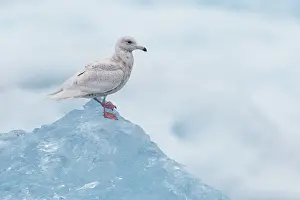 Glaucous Gull Drucke: Glaucous Gull, Larus hyperboreus leuceretes