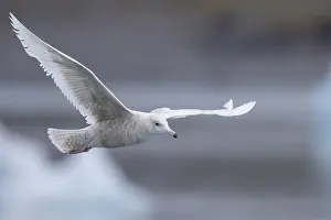 Glaucous Gull Drucke: Glaucous Gull, Larus hyperboreus leuceretes