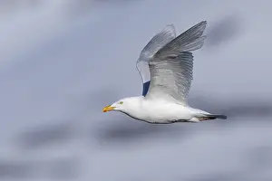 Nature Images Europe Drucke: Glaucous Gull, Larus hyperboreus leuceretes