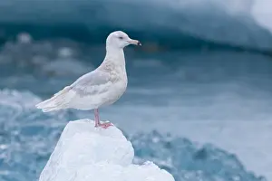 Charadriiformes Birds Europe Drucke: Glaucous Gull, Larus hyperboreus leuceretes