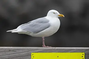 Wildlife In Iceland Drucke: Glaucous Gull, Larus hyperboreus leuceretes