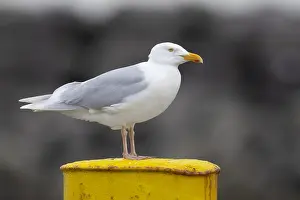 Charadriiformes Birds Europe Drucke: Glaucous Gull, Larus hyperboreus leuceretes