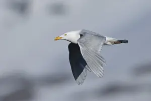 European Birds In Flight Drucke: Glaucous Gull, Larus hyperboreus leuceretes
